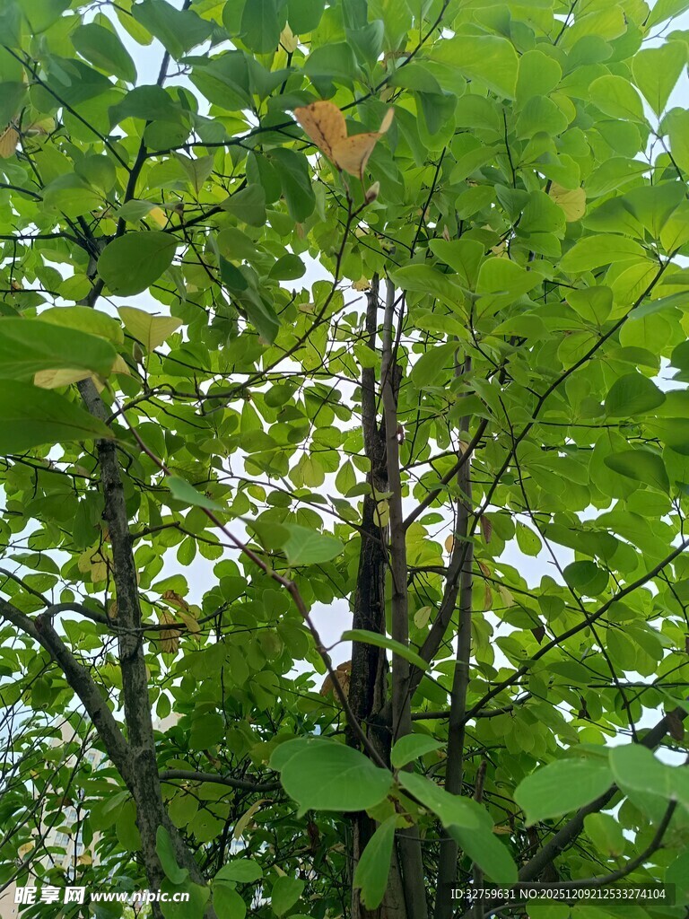 繁茂绿叶间的树木景致