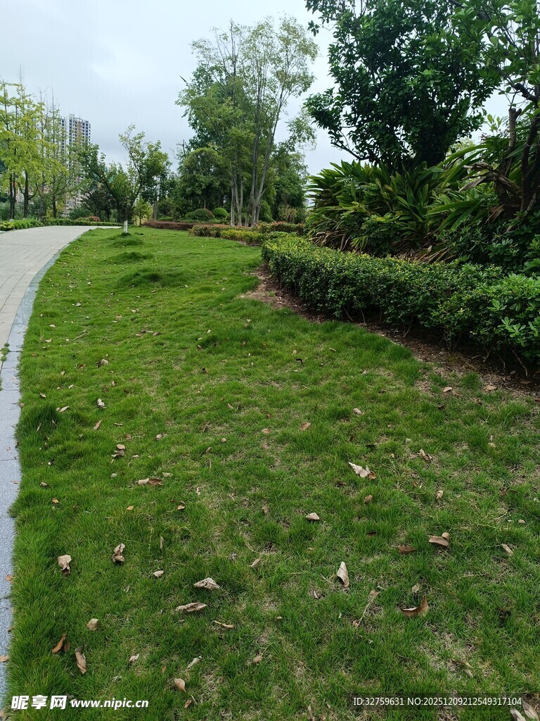 路边绿意盎然的草坪景观
