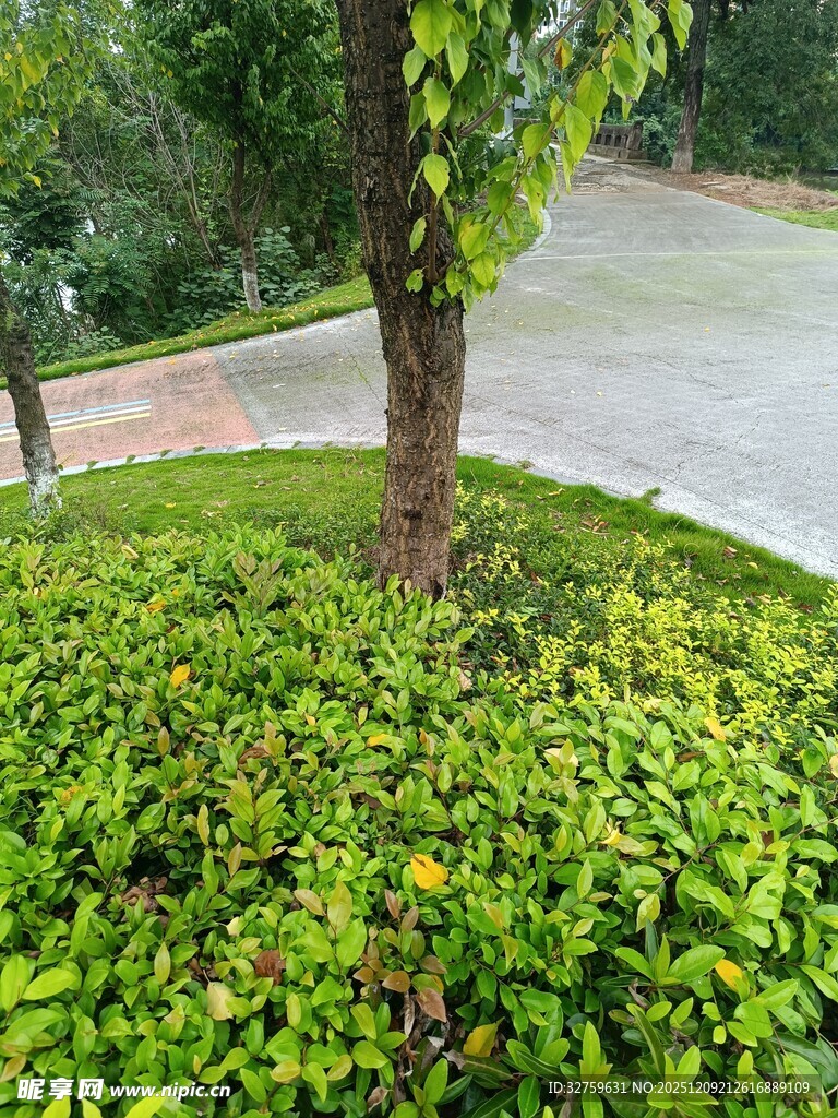 绿意盎然的树下绿植景观