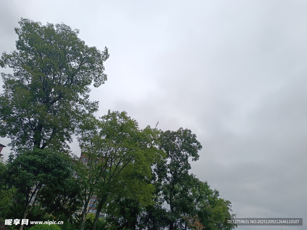 阴天中的茂密树林