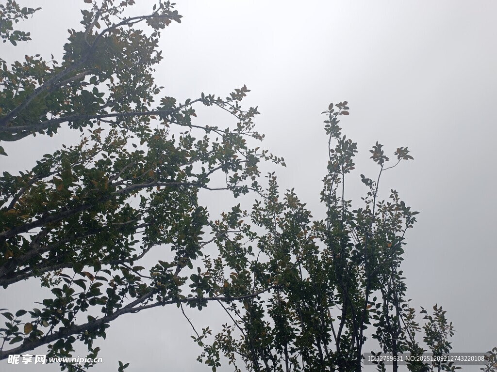 天空下的繁茂树木