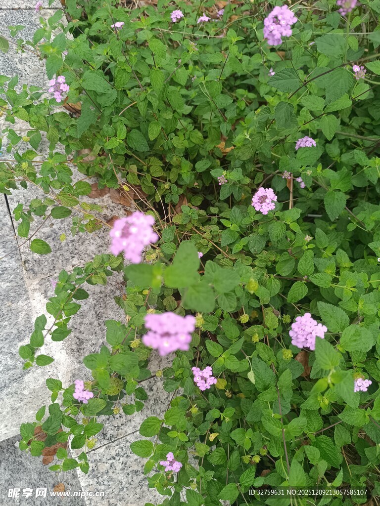 粉色野花绽放于绿叶间