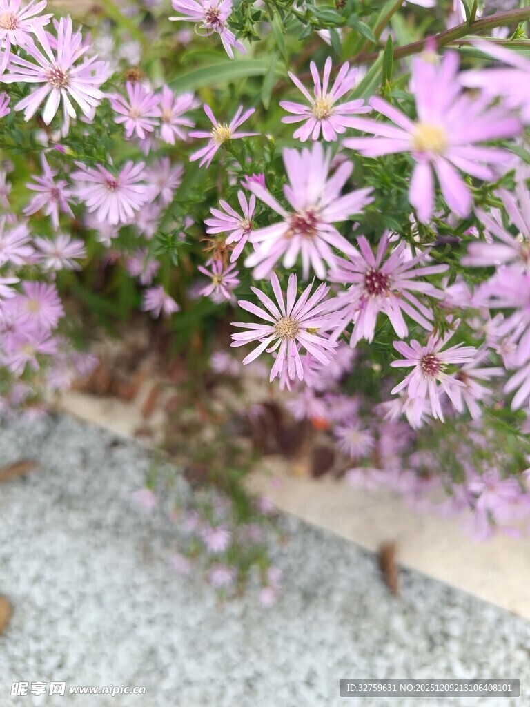 紫色小花绽放于砂石旁