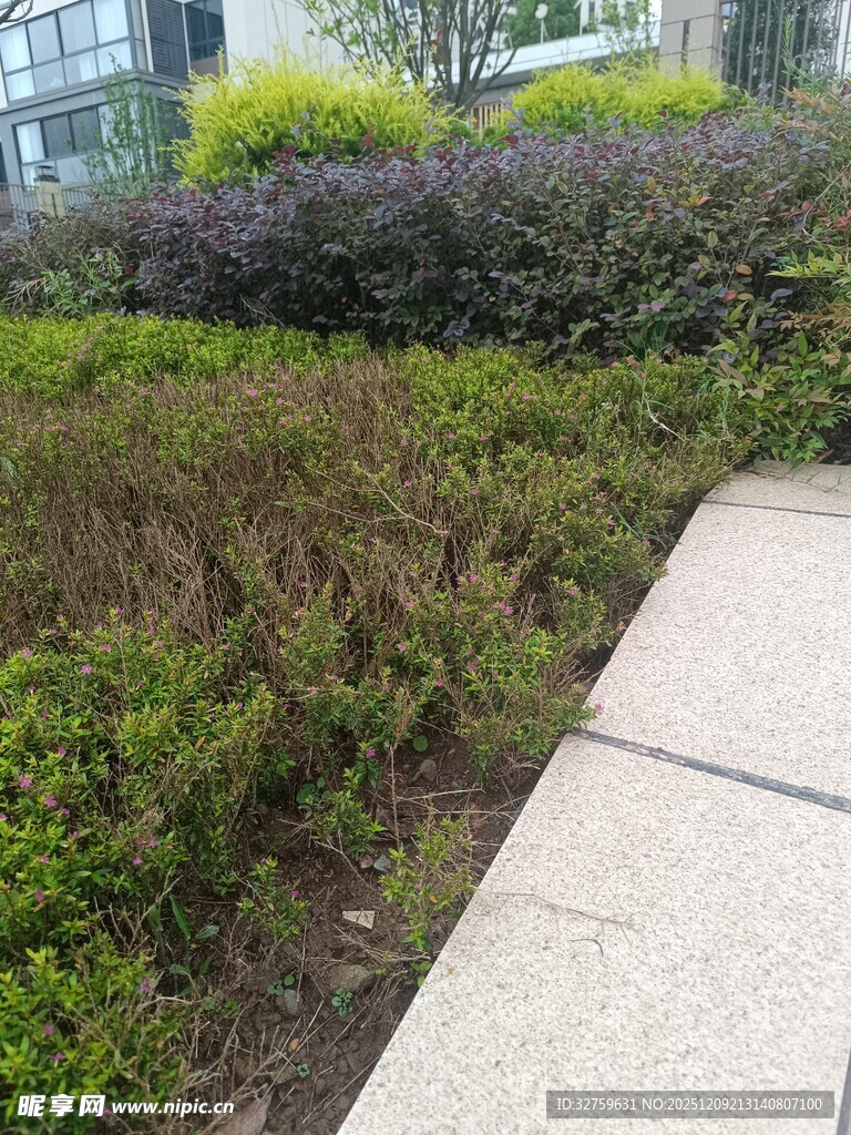 城市绿化带中的小径