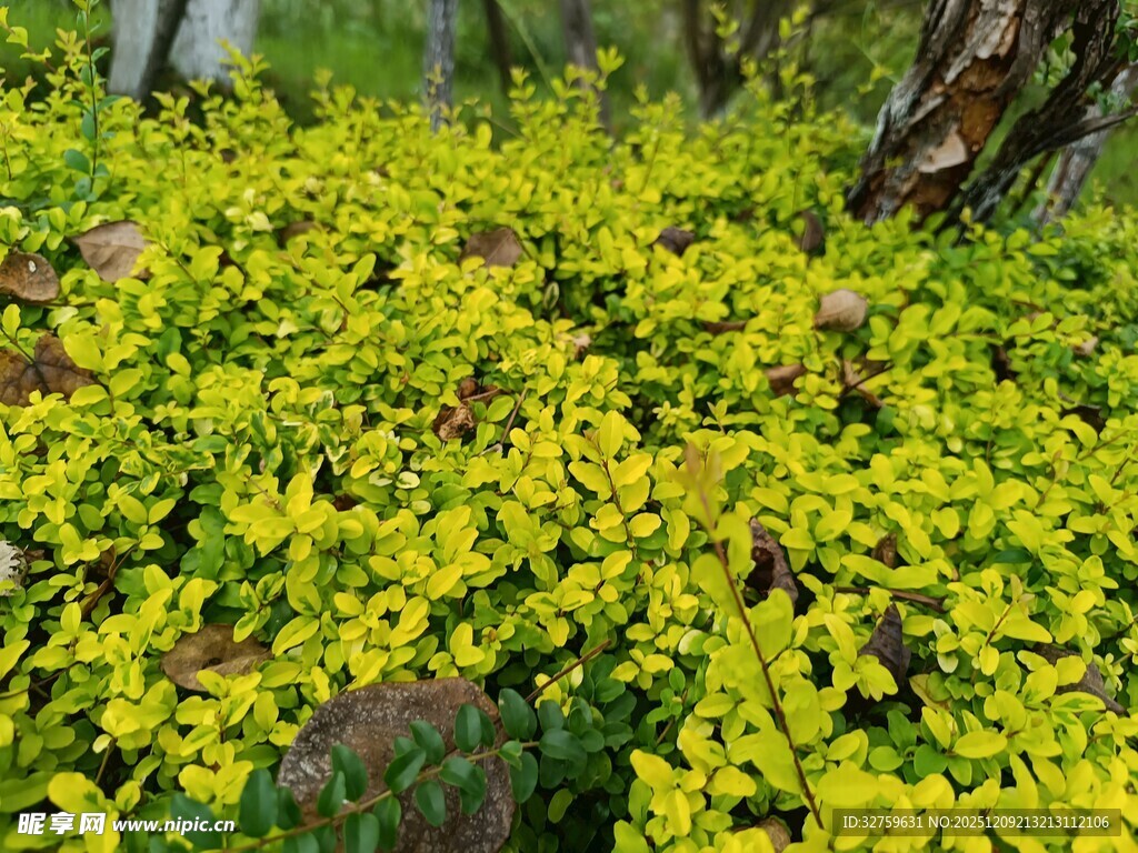 金黄叶片的繁茂绿植