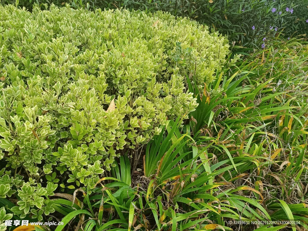 翠绿繁茂的丛生植物