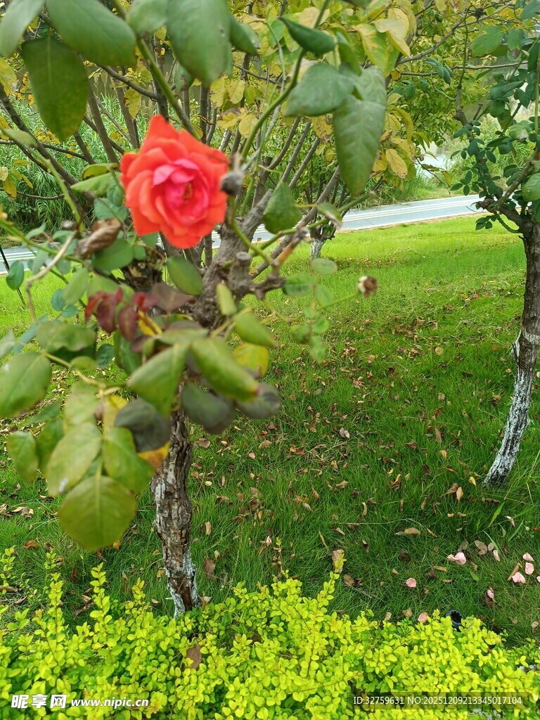 娇艳红玫瑰绽放于绿地