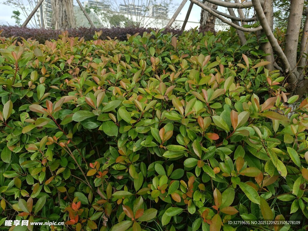 多彩叶片的繁茂植物景观