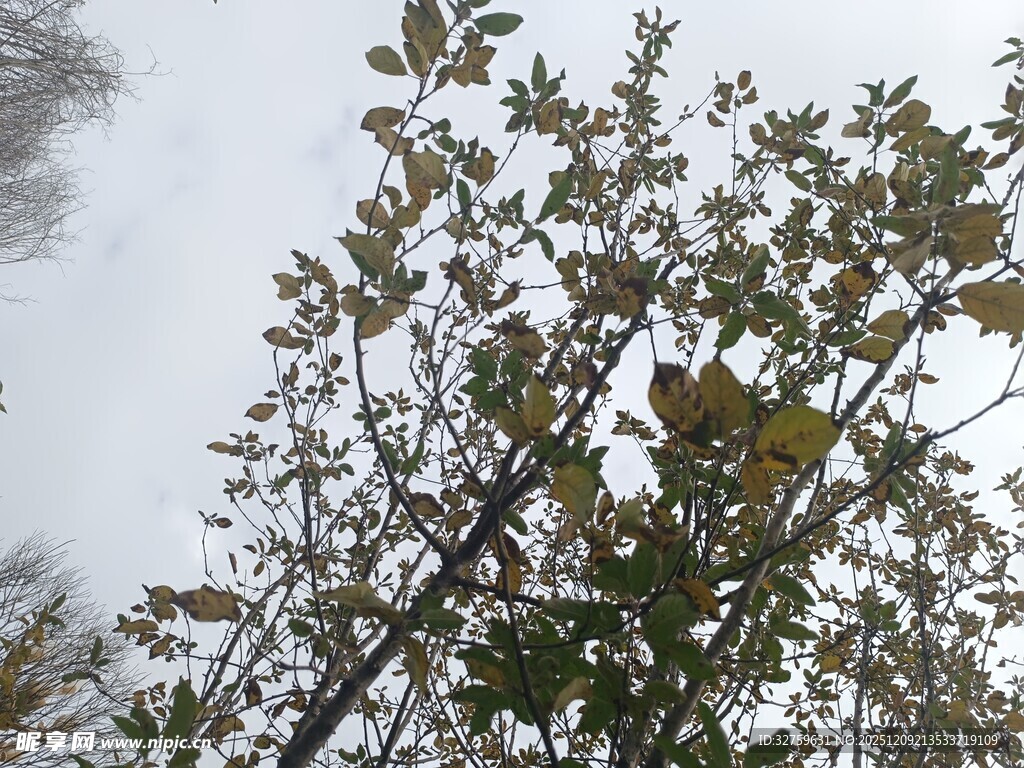 仰视视角下的繁茂树枝