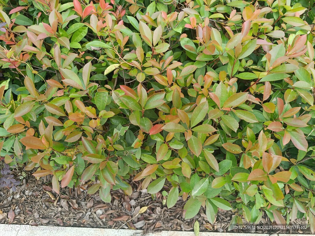 红叶石楠绿植景观