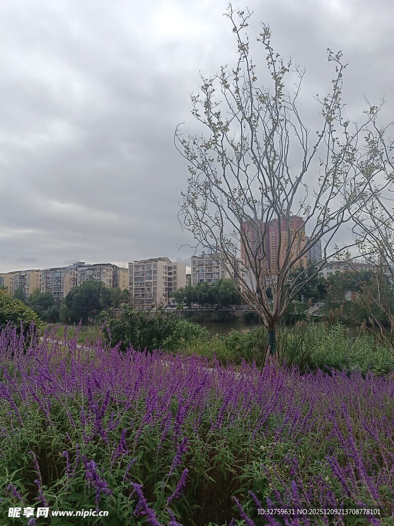 紫色花海旁的树木与建筑