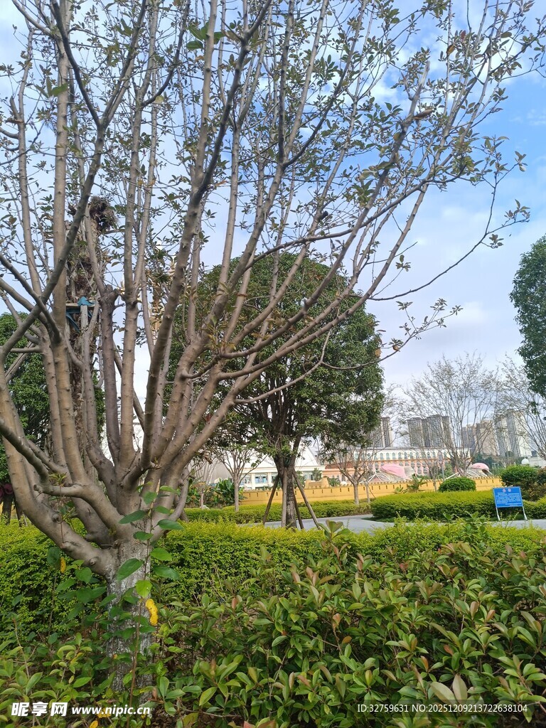 公园中的树木与绿植景观