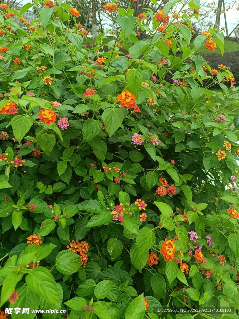 绿叶间绽放的鲜艳花朵