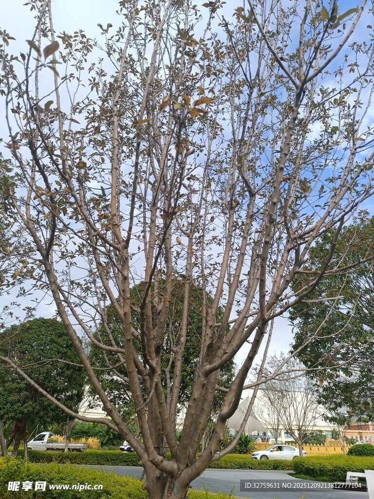 光秃树木与背景景致