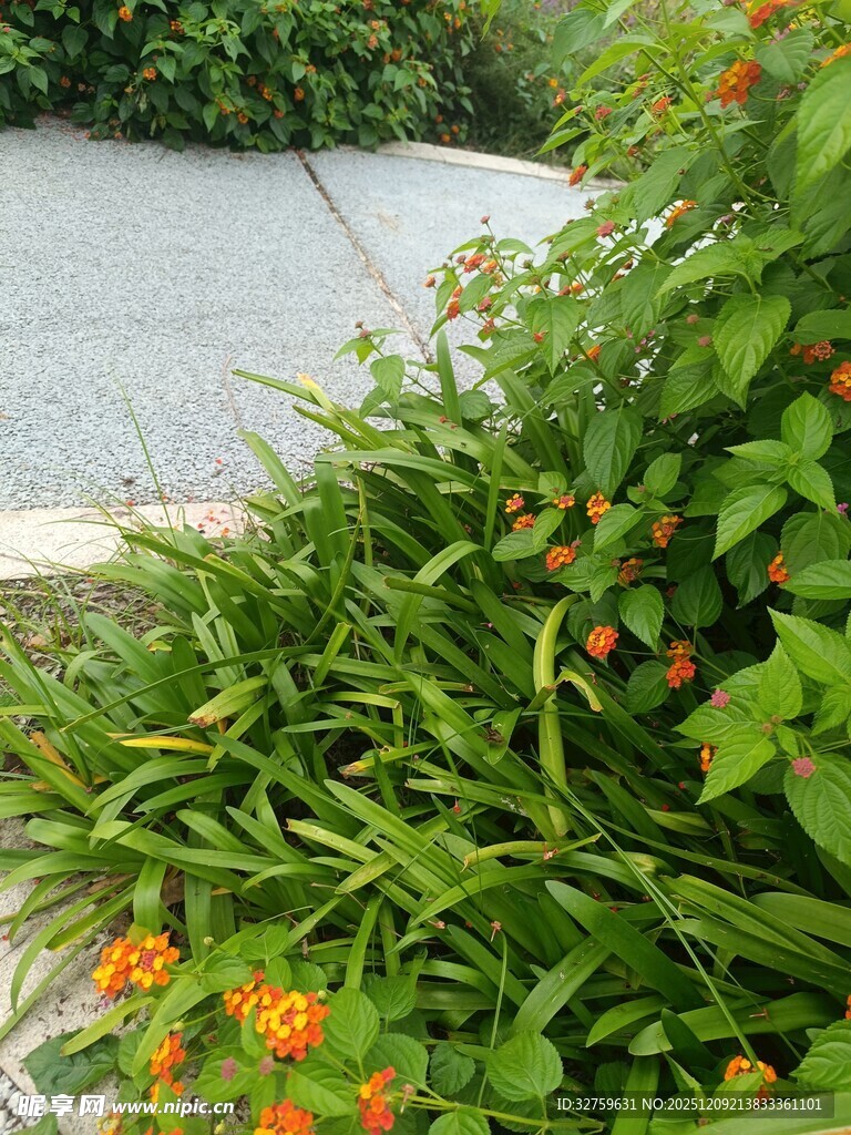 路边绽放的橙色小花