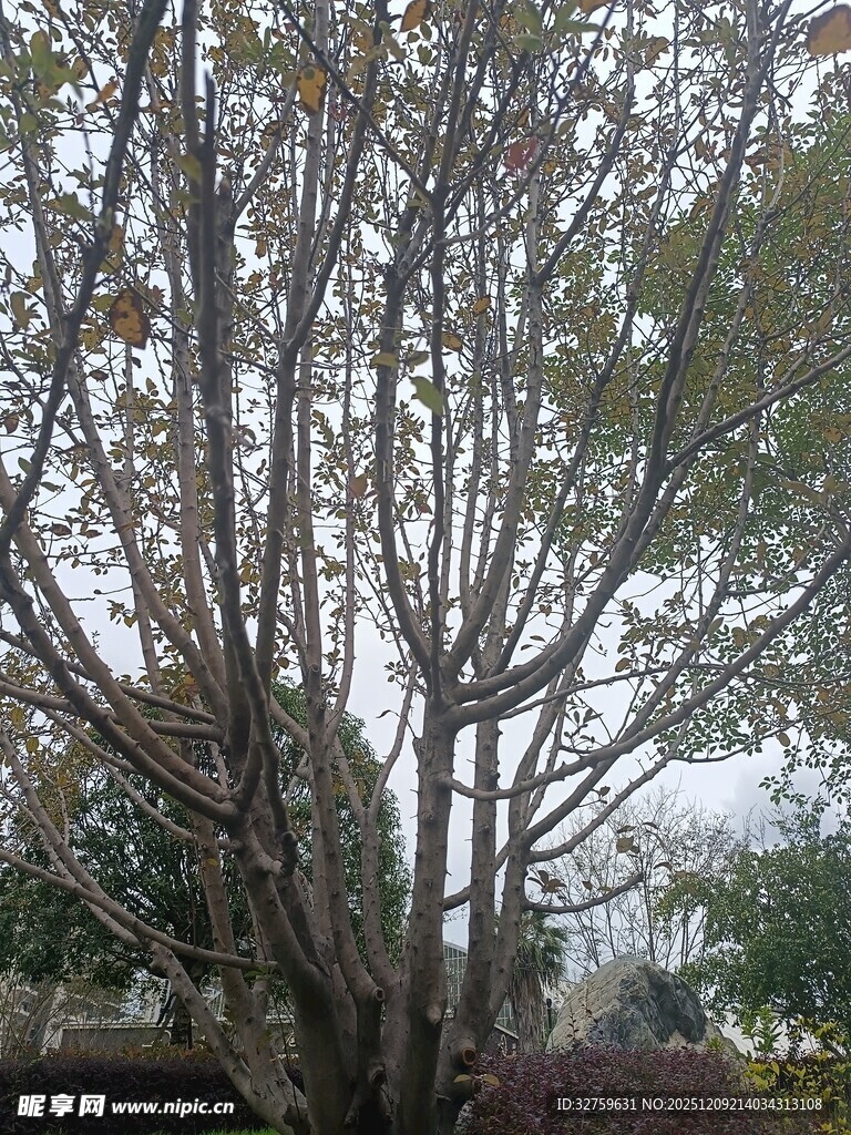 冬日光秃树木景观