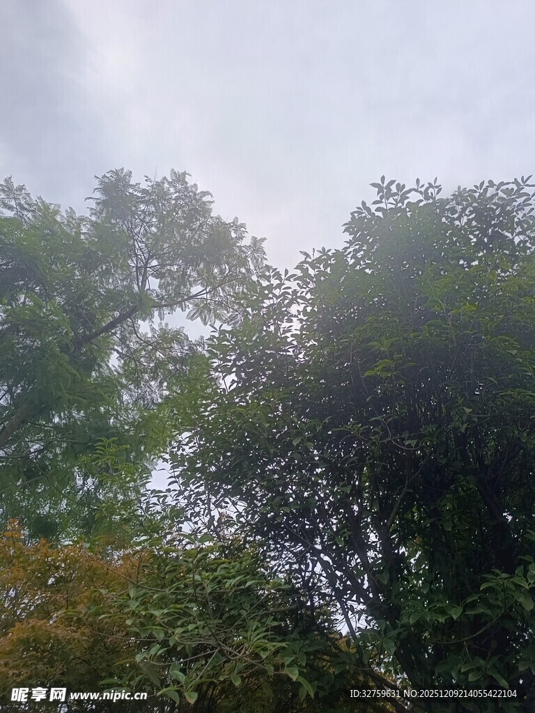 仰视茂密树林树冠