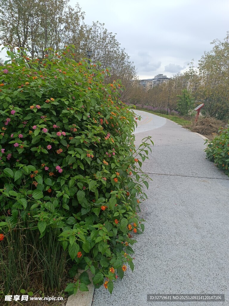 林间小径旁的葱郁绿植