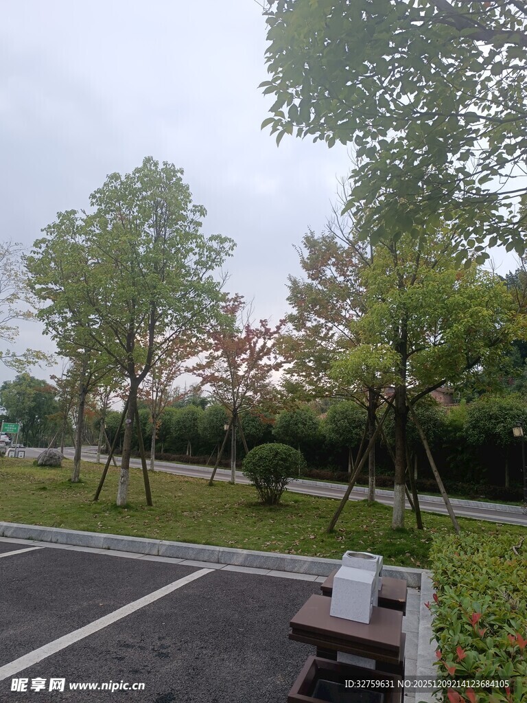 户外停车场旁的绿树景观