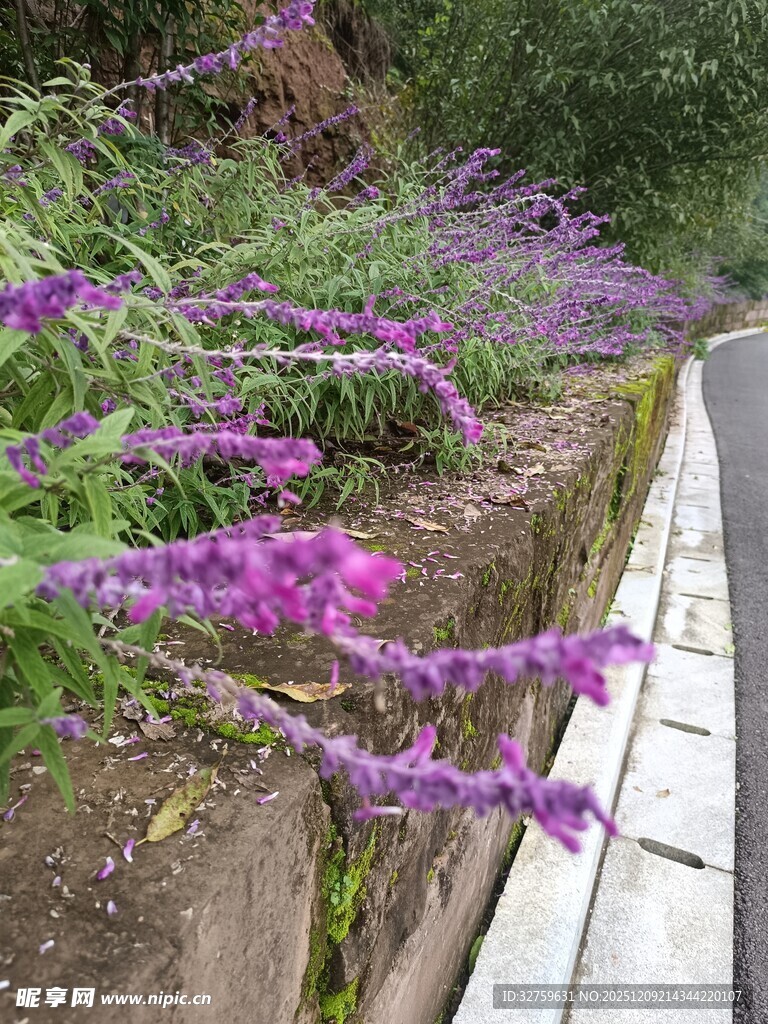 路边紫色花卉绽放美景