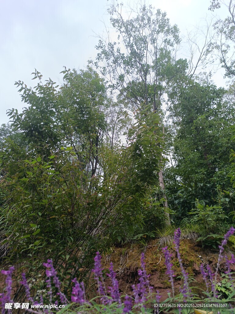 繁茂绿植间的紫色花卉