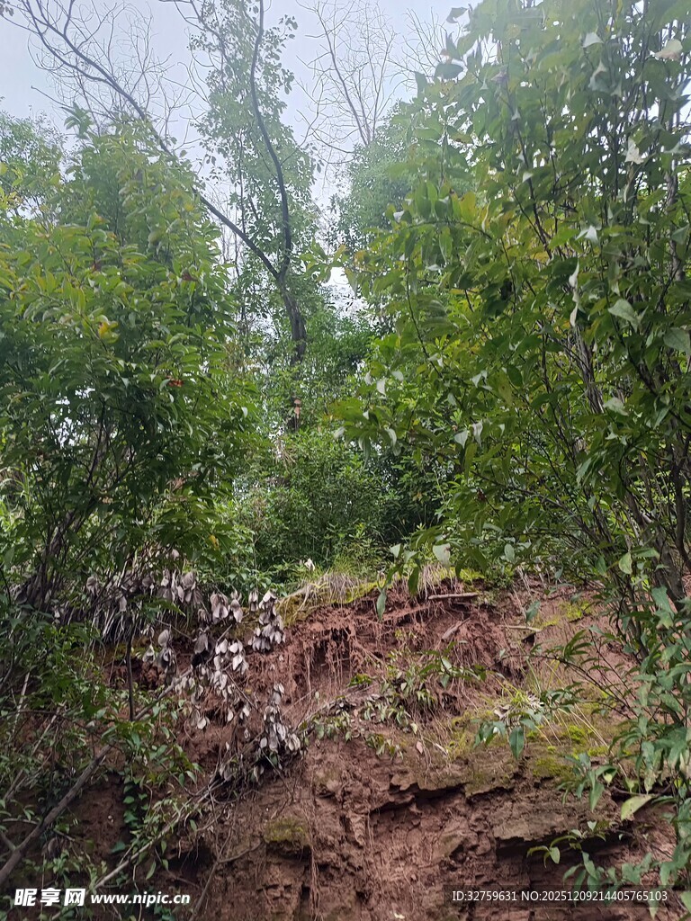 山林间的土坡与葱郁树木