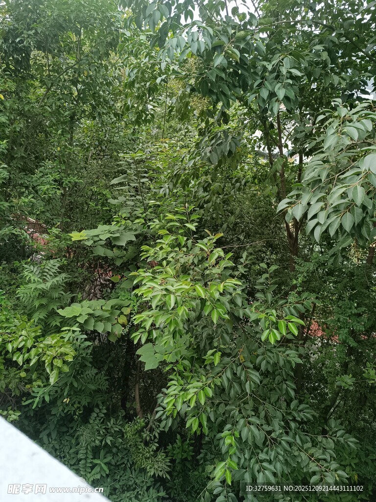 郁郁葱葱的繁茂树林