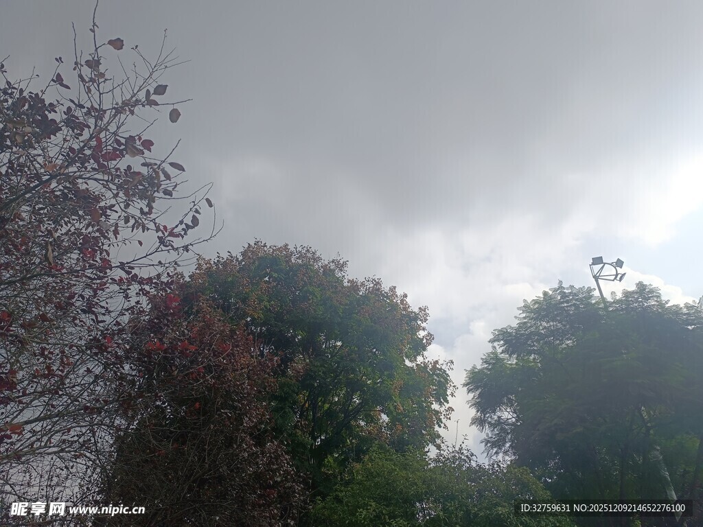 阴天中的树木与路灯