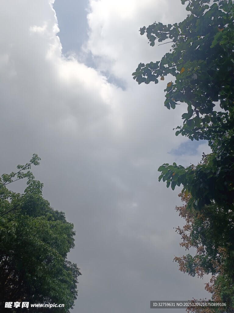 天空下的绿树与云朵