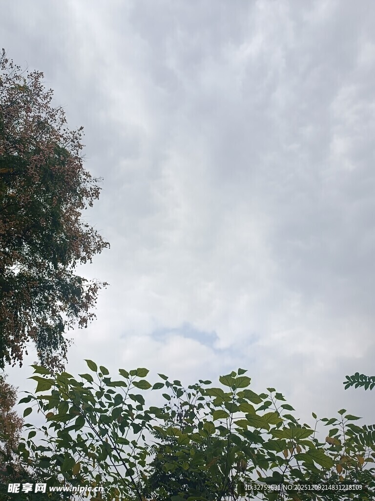 天空下的绿植与繁茂树冠