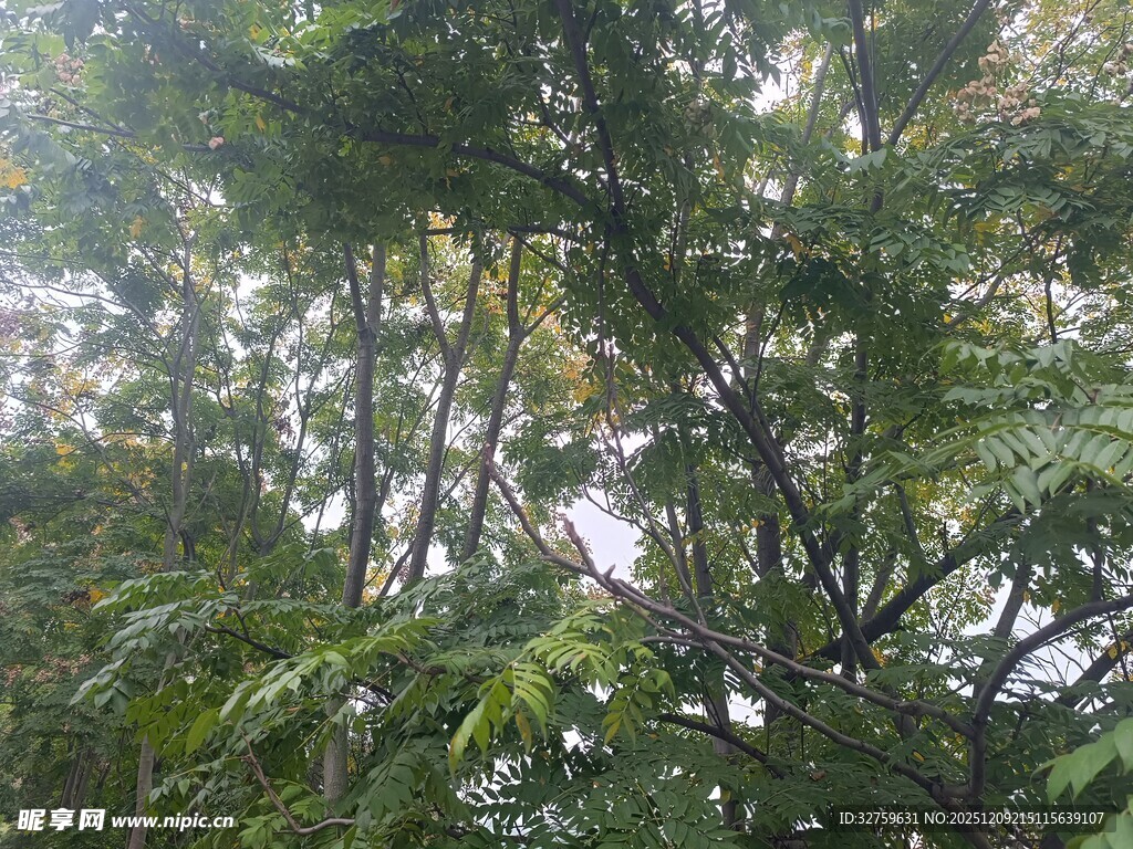 茂密树林中的繁茂枝叶