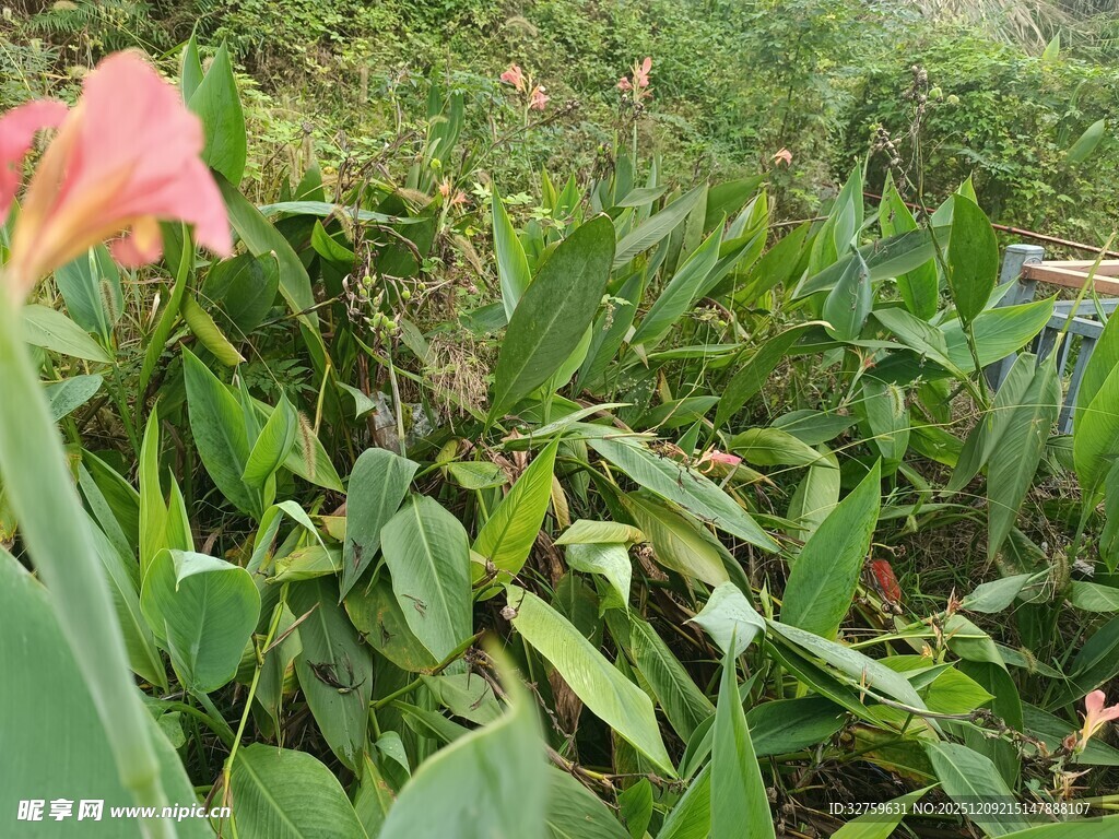绿叶丛中的艳丽花朵
