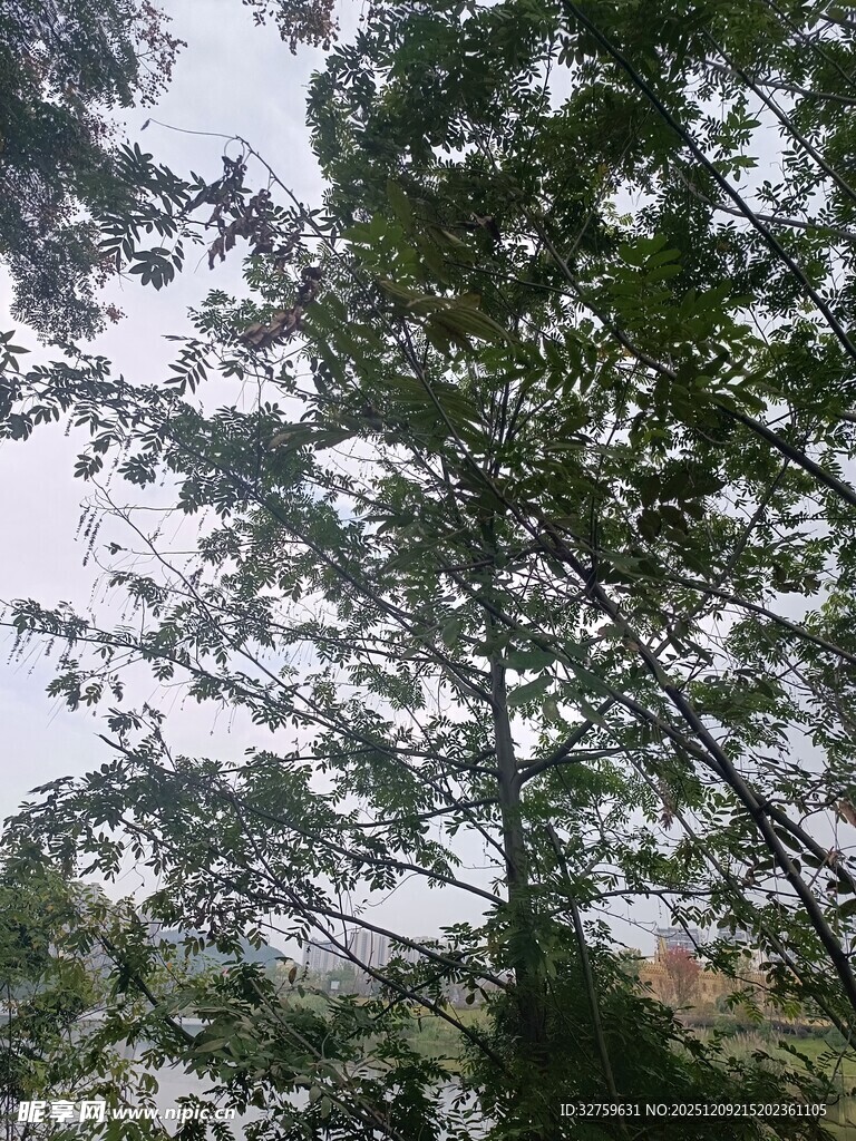 茂密树林中的高大树木