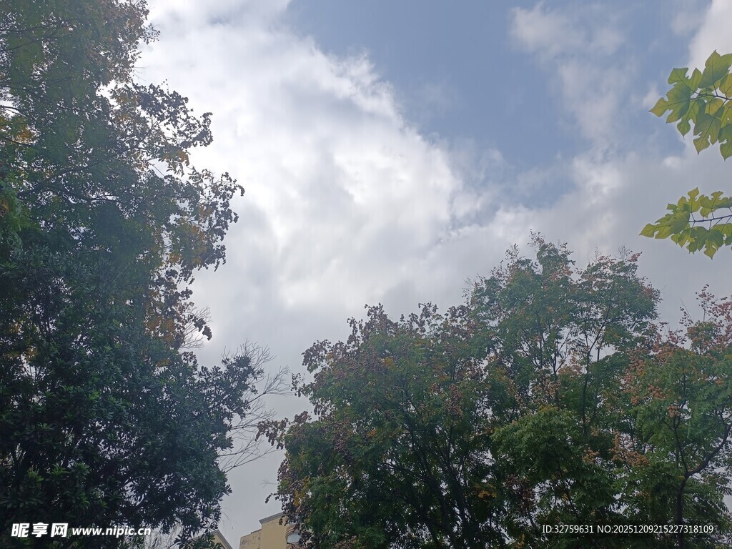 蓝天白云下的繁茂绿树