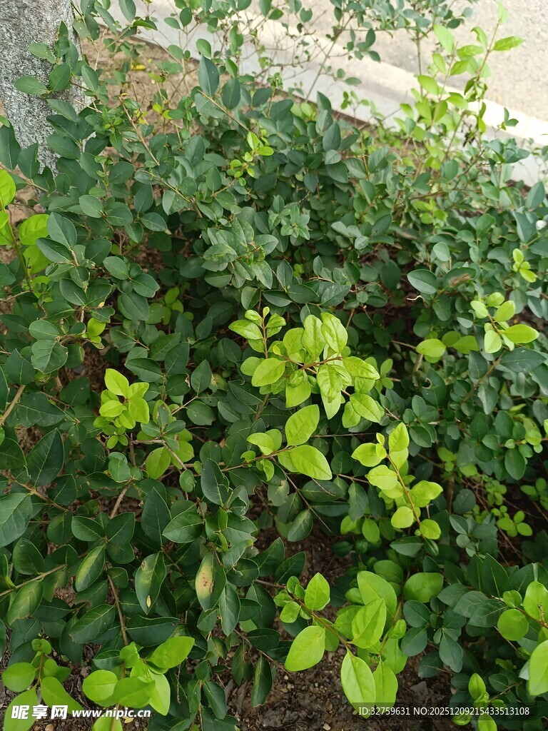 绿叶繁茂的植物景观