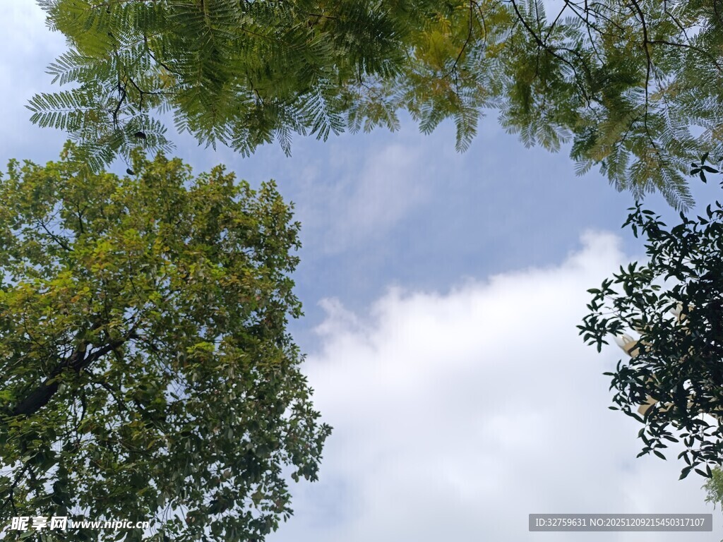 仰视绿树蓝天美景