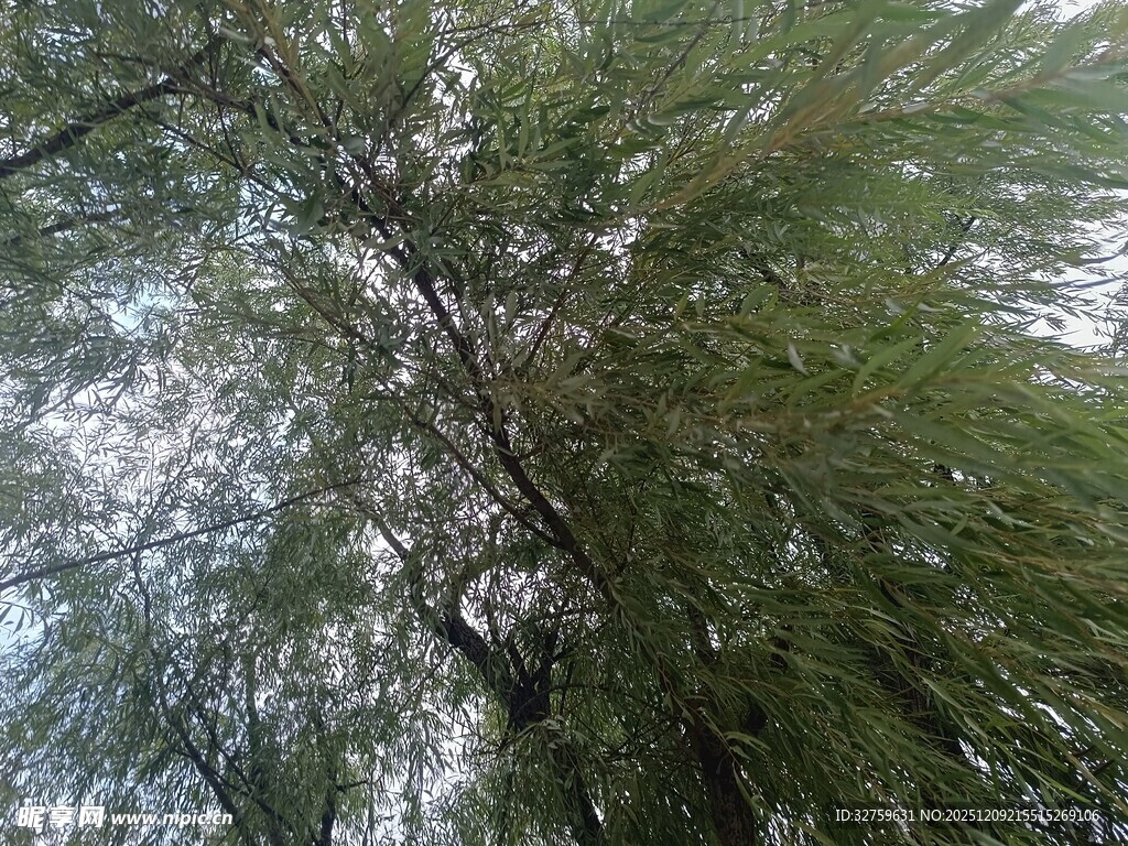 仰视茂密树林枝叶