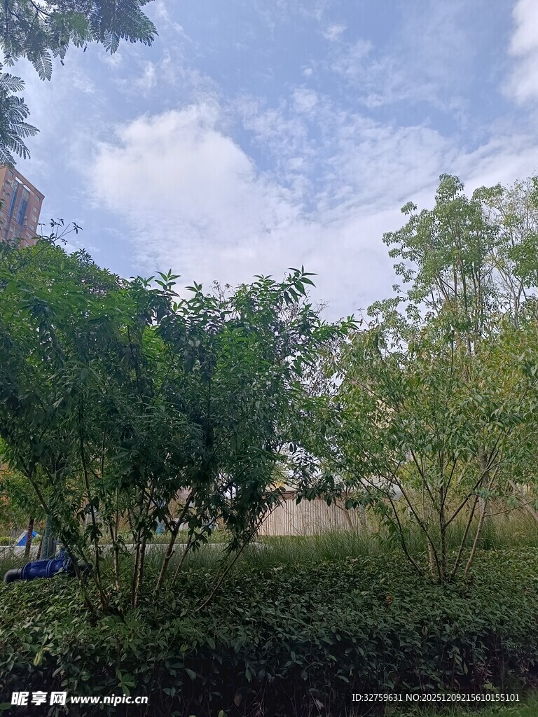 户外绿树蓝天自然景致