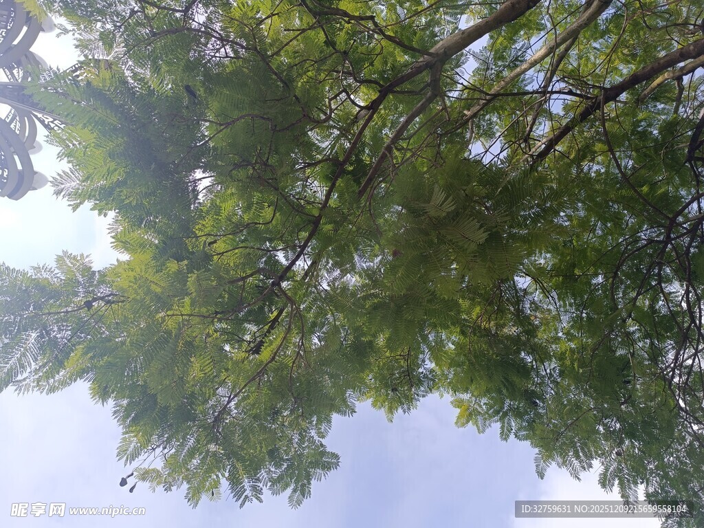 仰视繁茂绿树与蓝天