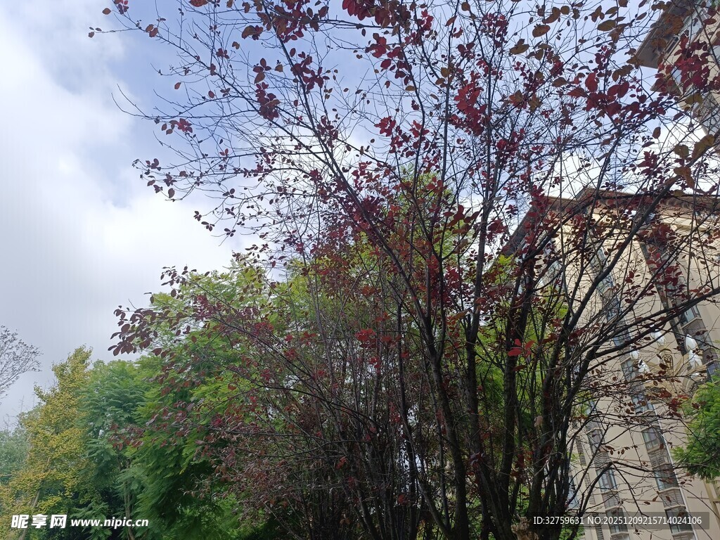 枝头繁花与背景建筑景观