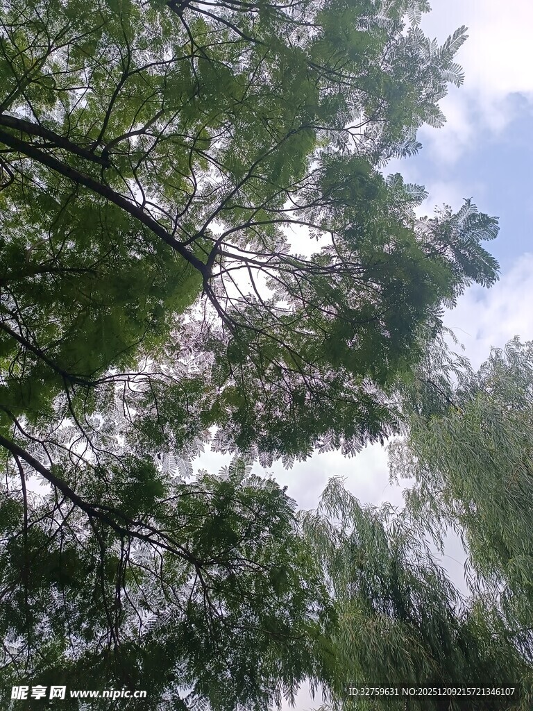 仰视繁茂绿树与蓝天