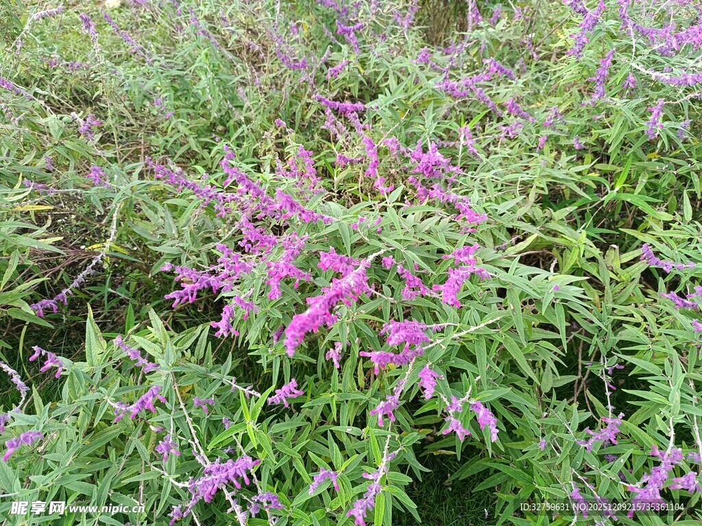 紫色花卉与绿叶植物景观