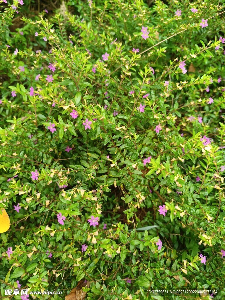 翠绿丛中点缀紫色小花