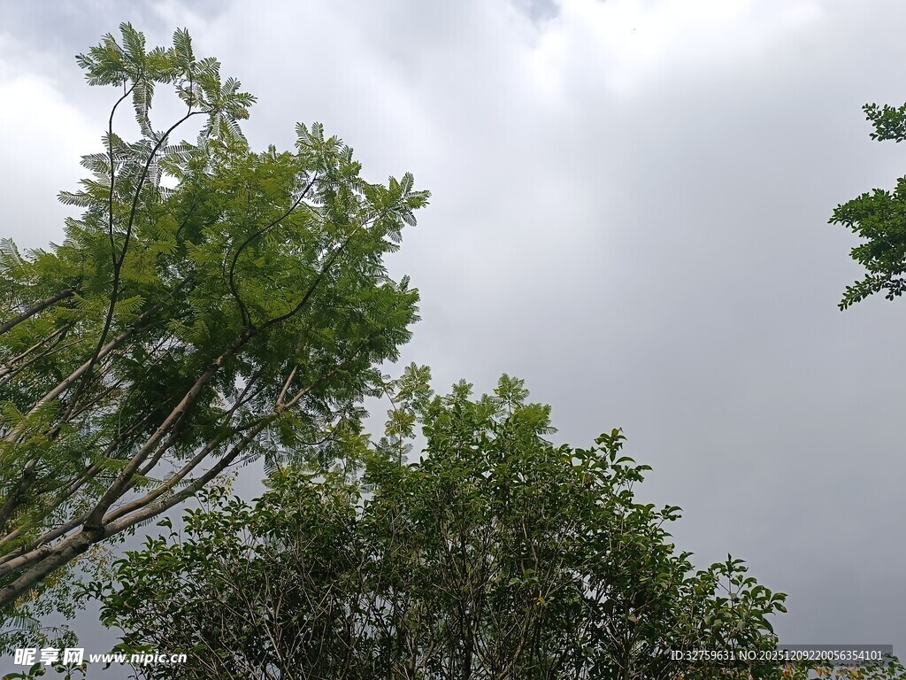仰视绿树与阴沉天空