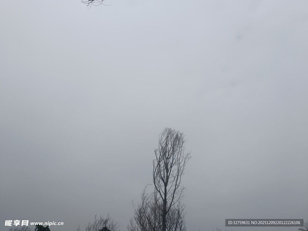 冬日枯树与阴沉天空