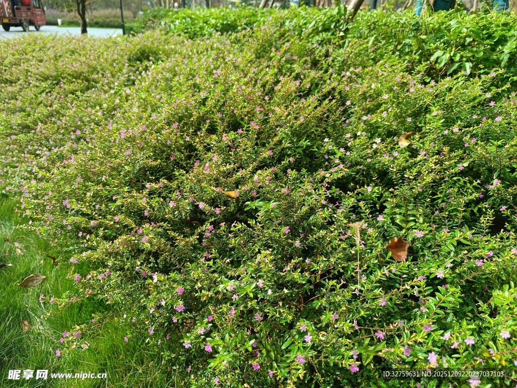 翠绿繁茂的灌木丛