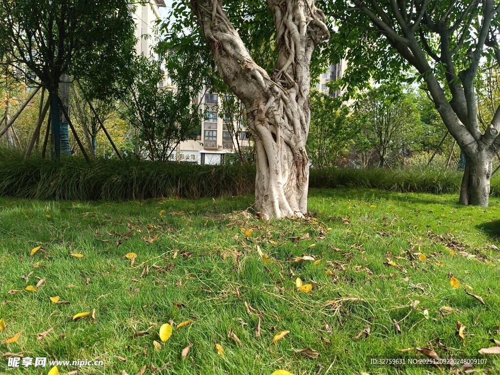 秋日草地旁的粗壮树木