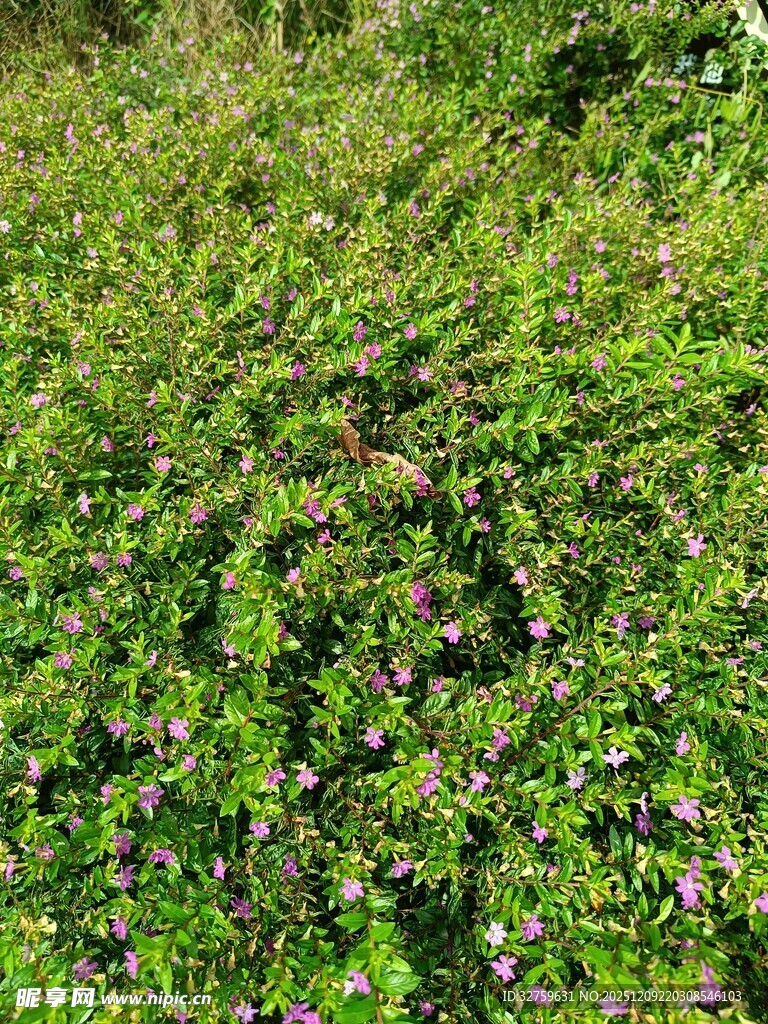 翠绿繁茂的蔓生植物景观