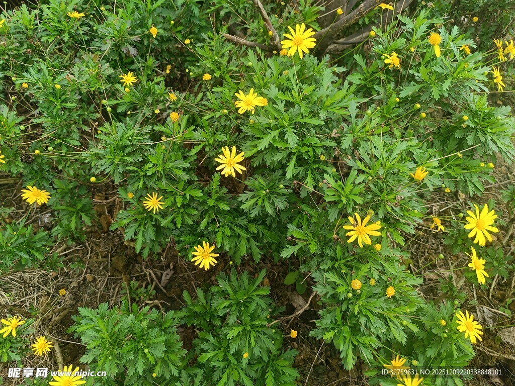 黄色小花绿植景观