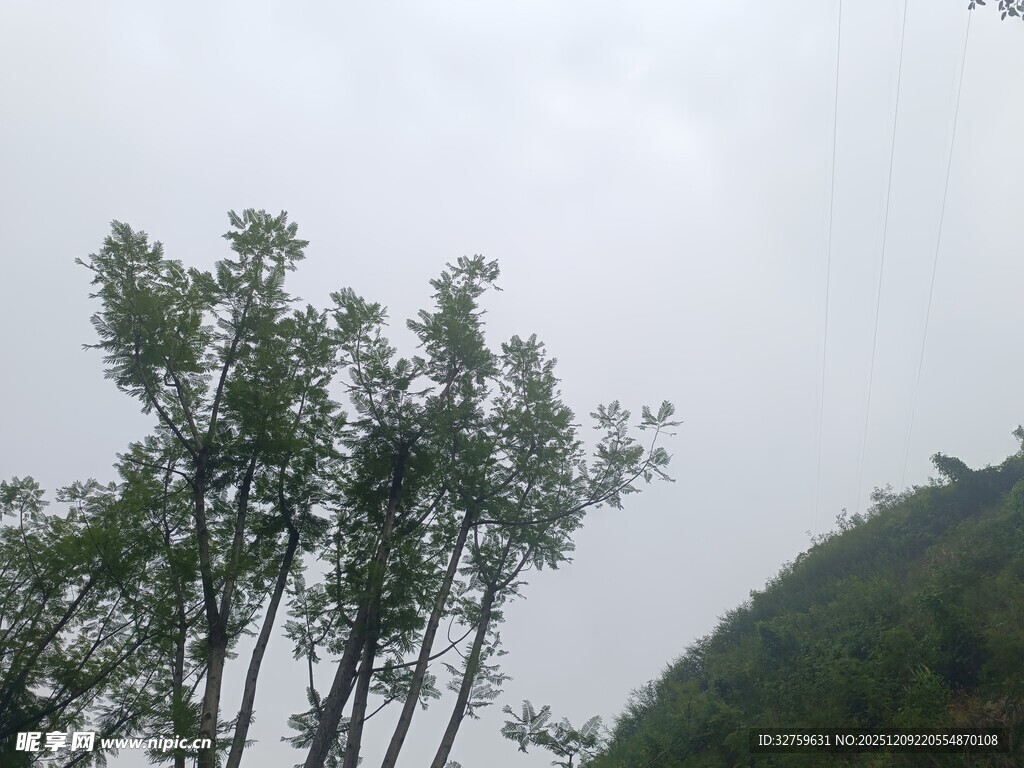 山间挺立的绿树